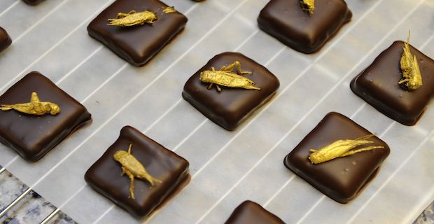 Expo 2015, la Coop propone larve, tarantole arrosto e scorpioni glassati al cioccolato