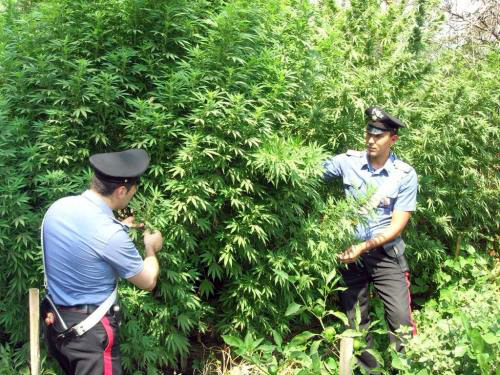 Cannabis sui Monti Lattari: 2.000 le piante scoperte e distrutte in 10 giorni.