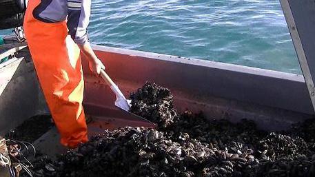 Torre del Greco. Traffico illecito di cozze, maxi sequestro dei militari
