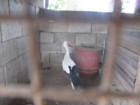 Brusciano, grande cicogna ferita in volo: salvata da un cittadino e dalla polizia municipale