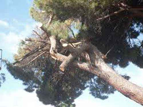 Somma Vesuviana, pini a rischio crollo accanto alla scuola