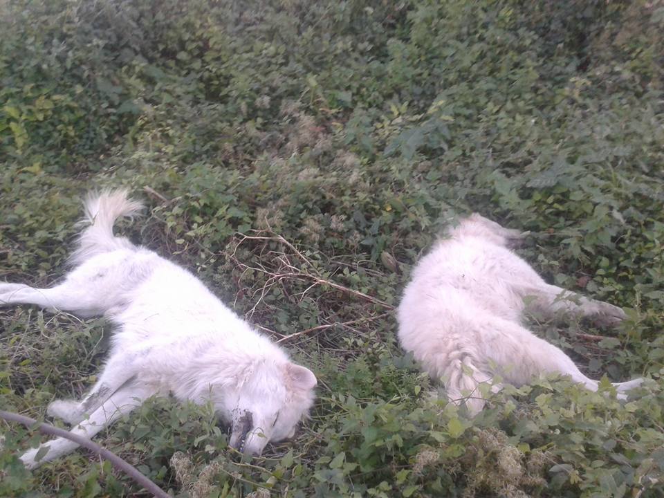 Acerra, avvelenati Sergente e Belle: i cani della Terra dei Fuochi