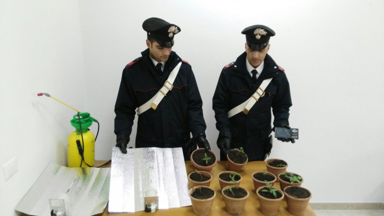 Casoria: “alto impatto” dei carabinieri. Scoperta “serra a scrocco” per produzione di cannabis. Arrestate madre e 2 figlie