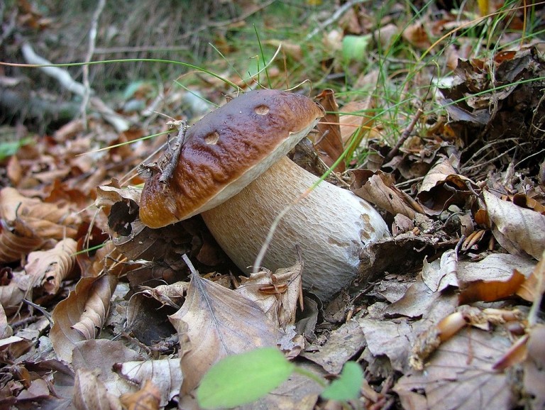 Cardito, funghi porcini non a norma: sequestro dei Nas nella Ideal Funghi