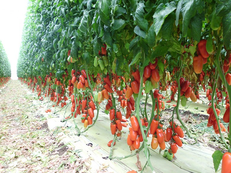Il pomodoro giallo e rosso del Vesuvio protagonista della sesta edizione del mercato della Terra