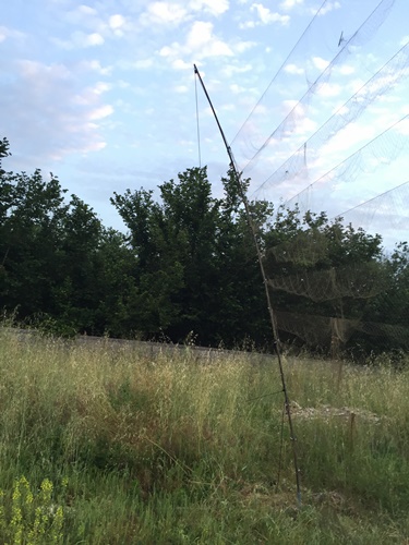 Boscoreale. Il Corpo Forestale intensifica i controlli antibracconaggio nell’area vesuviana