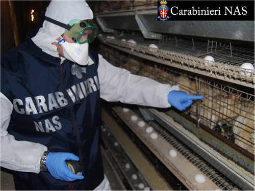 Acerra, sequestro dei Nas: 25mila uova con scadenze false e codici illegali