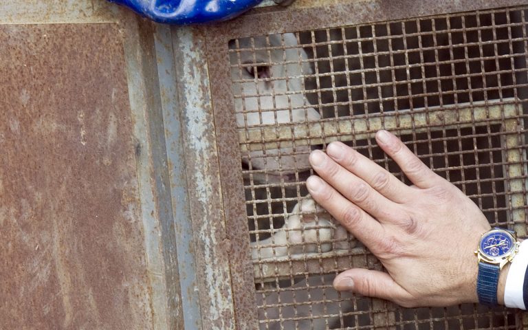 Cuccioli maltrattati, blitz a San Vitaliano: uno era morto