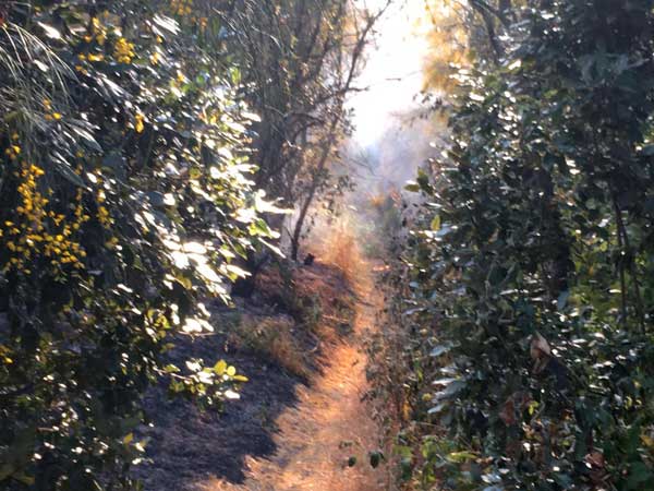 Incendio nel Parco Vesuvio, Capasso: “Situazione drammatica, se doloso è un vero e proprio atto criminale”