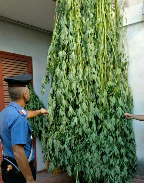 Poggiomarino, coltiva cannabis nel giardino: arrestato un 27enne