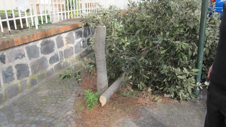 San Sebastiano, come ti abbatto l’albero