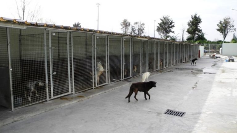 Leptospirosi al canile comunale di Pomigliano, il sindaco sospende le attività