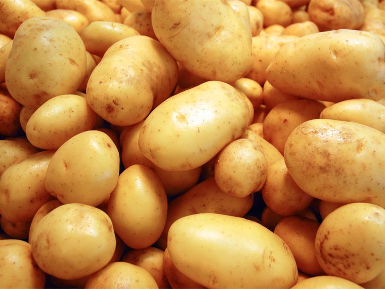 SOS patate. La commissione Agricoltura  approva documento per  tutelare il settore