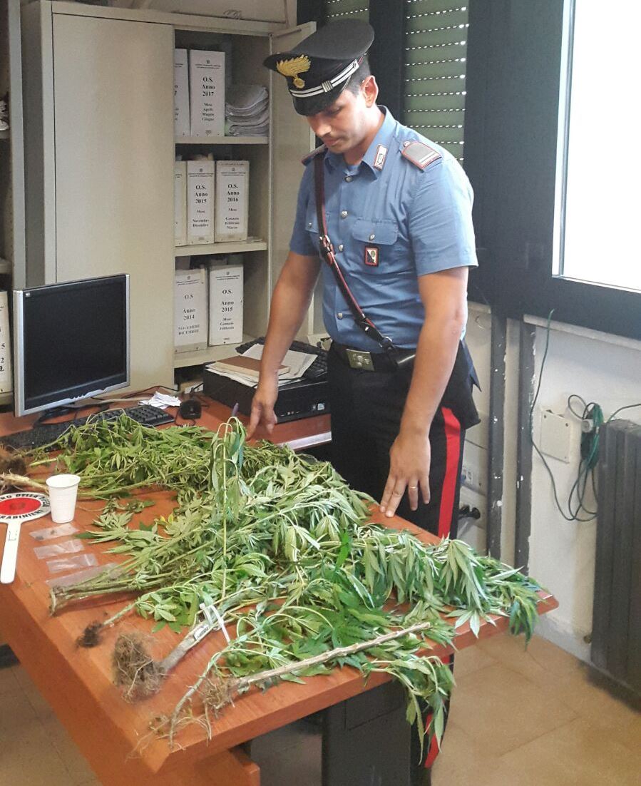 Pomigliano d’Arco. Piante di cannabis sul balcone, arrestato 48enne