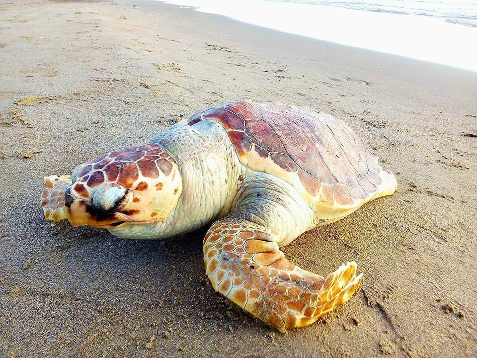 La storia di Elica ha ancora tanto da insegnarci