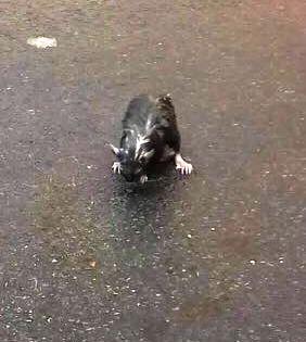 Pomigliano in declino: strade come torrenti, topoloni e insetti nel fu laboratorio politico