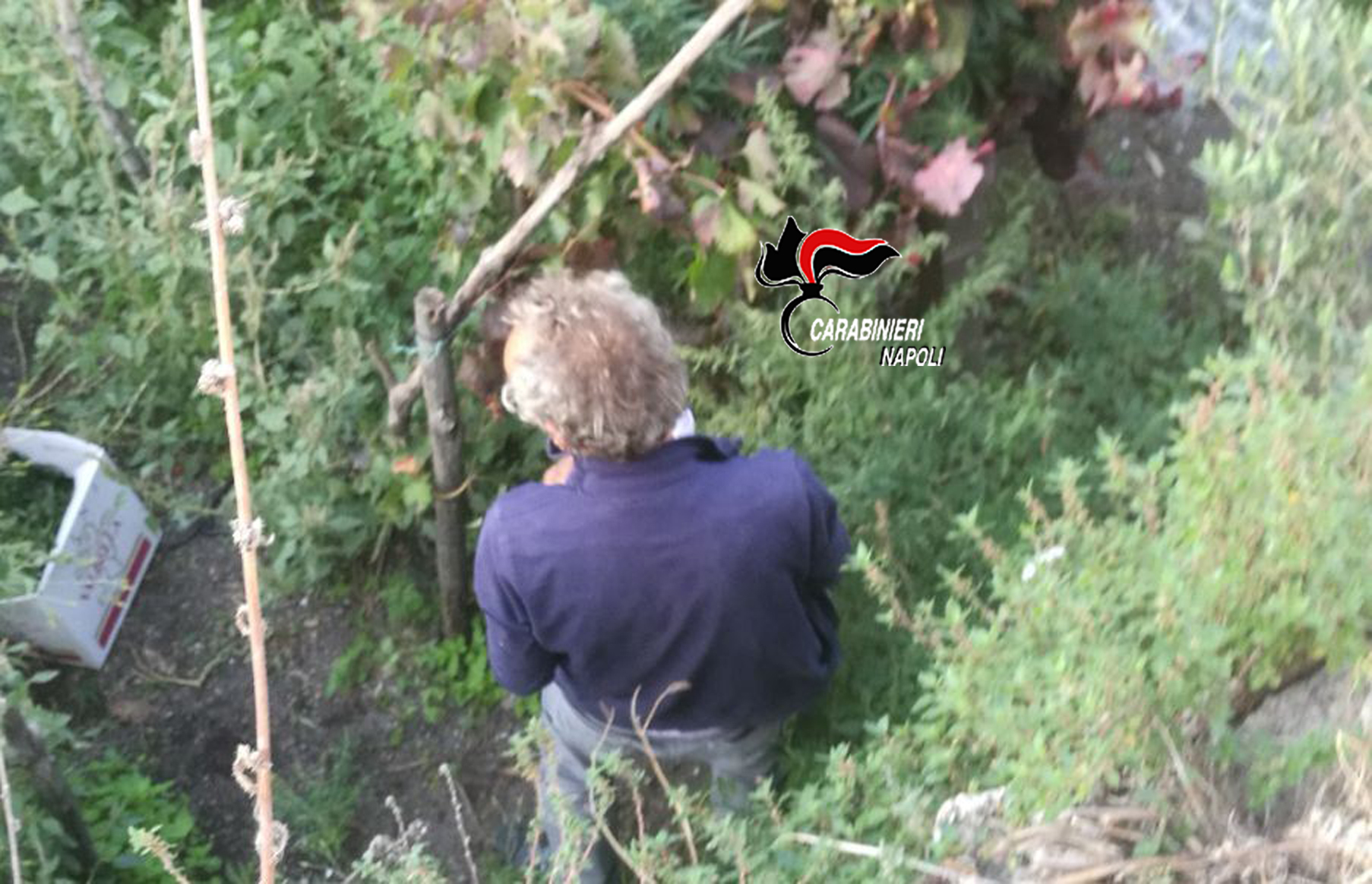 Ottaviano, filmato in flagranza mentre coltivava cannabis: arrestato 60enne