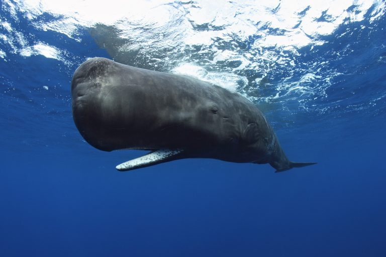 Da Capri a Ventotene: il nuovo santuario dei cetacei