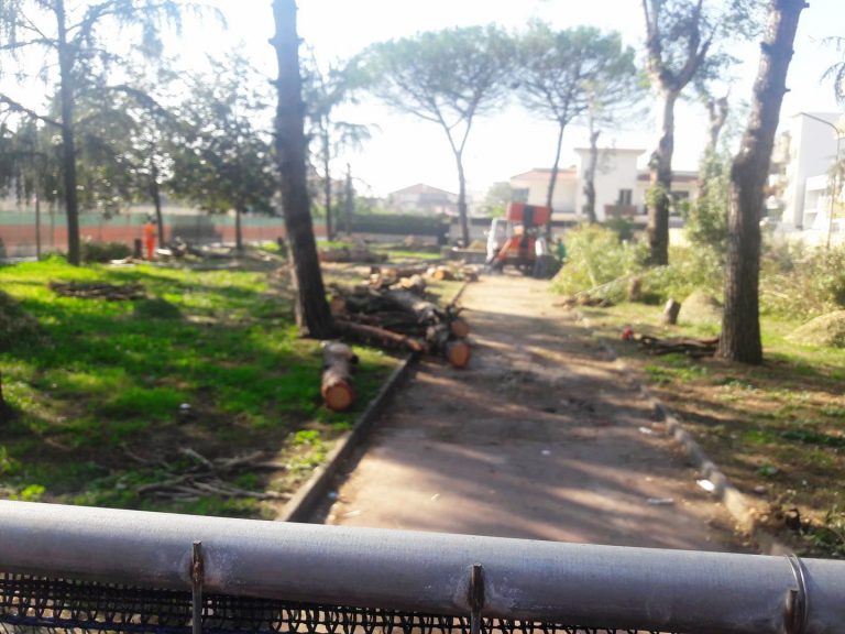 Pomigliano: il Comune inquinato che odia i pini. Ancora tagli a go go di alberi