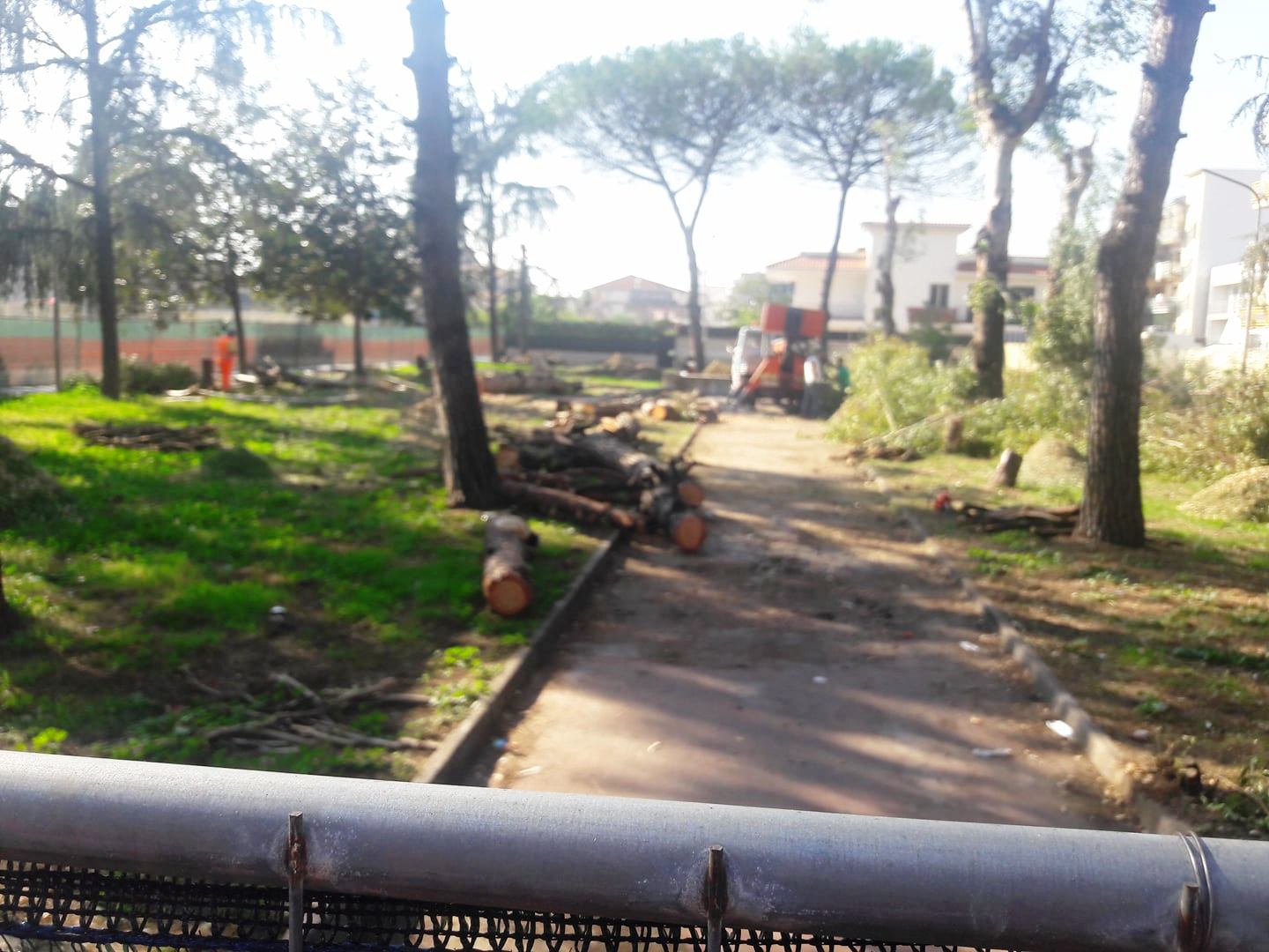 pini tagliati in piazzetta Montessori