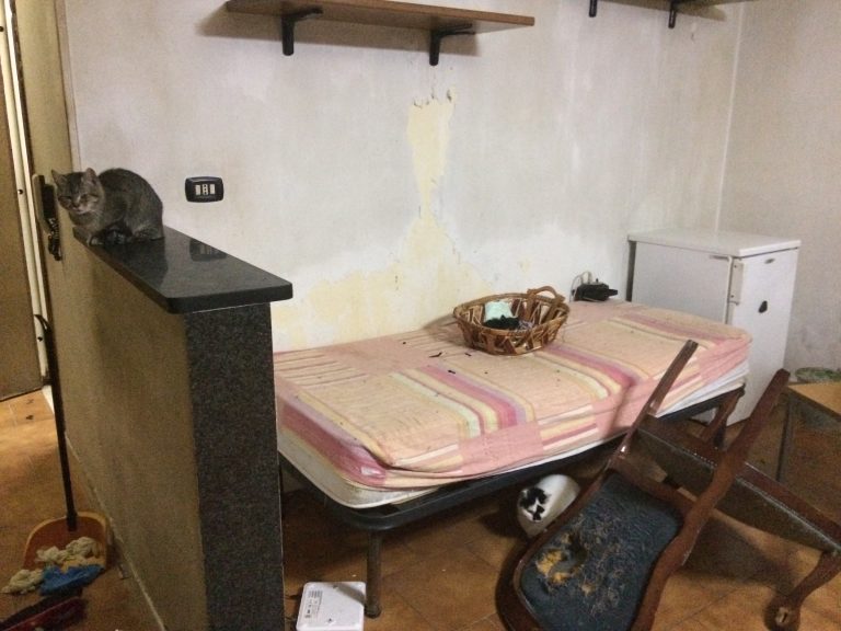 La colonia felina tra escrementi e mici morti in casa della “gattara” incarcerata: a Brusciano intero palazzo ostaggio dello scempio