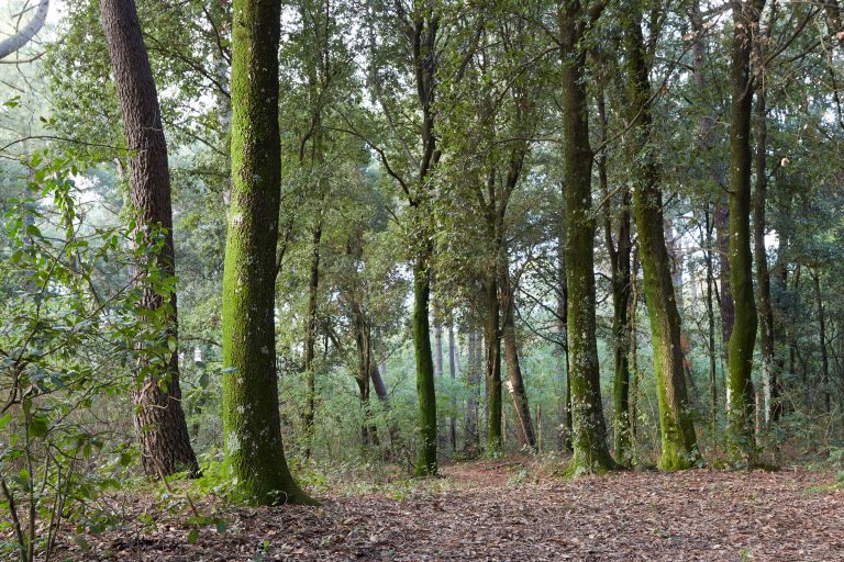 Parco del Vesuvio, il 21 Novembre 2017 si rinnova l’appuntamento annuale con l’iniziativa della “Festa dell’Albero.