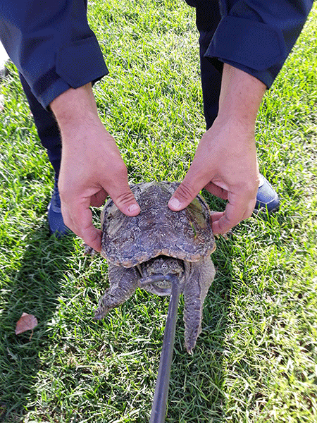 Pomigliano d’Arco, recuperata la tartaruga azzannatrice nel parco pubblico G.Paolo II