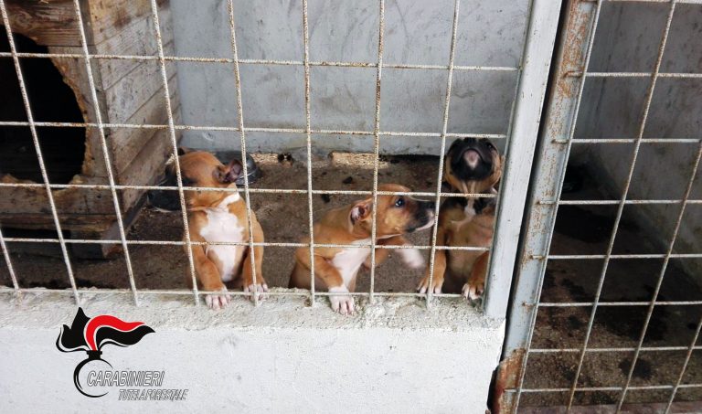 Nola, scoperti box con 18 cani multirazza. 14 erano senza microchip, tagliate orecchie e coda ad altri due