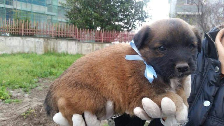 Sant’Anastasia, «Mi fido ancora di Te» in piazza Arco con cuccioli in cerca di famiglia