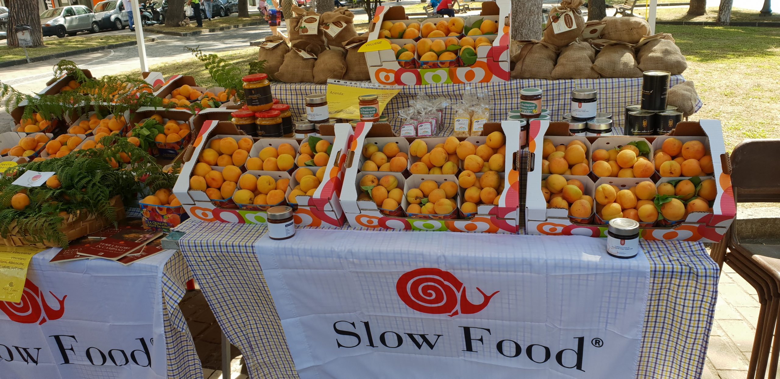 L’albicocca del Vesuvio, protagonista della Quinta edizione del Mercato della Terra