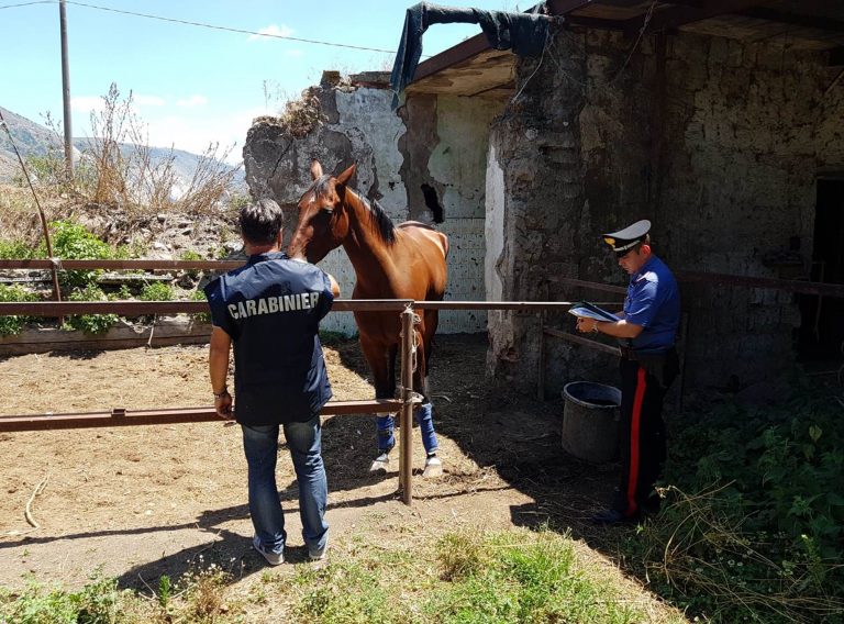 Acerra: Carabinieri Forestali sequestrano cavallo. Era stato “dopato” per partecipare a evento sportivo