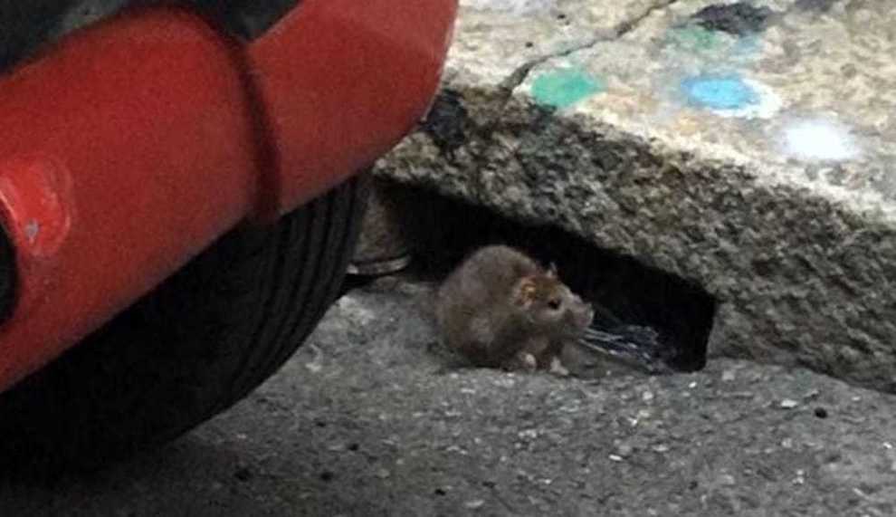 Somma Vesuviana, topi in strada: un’invasione a Rione Raimondi