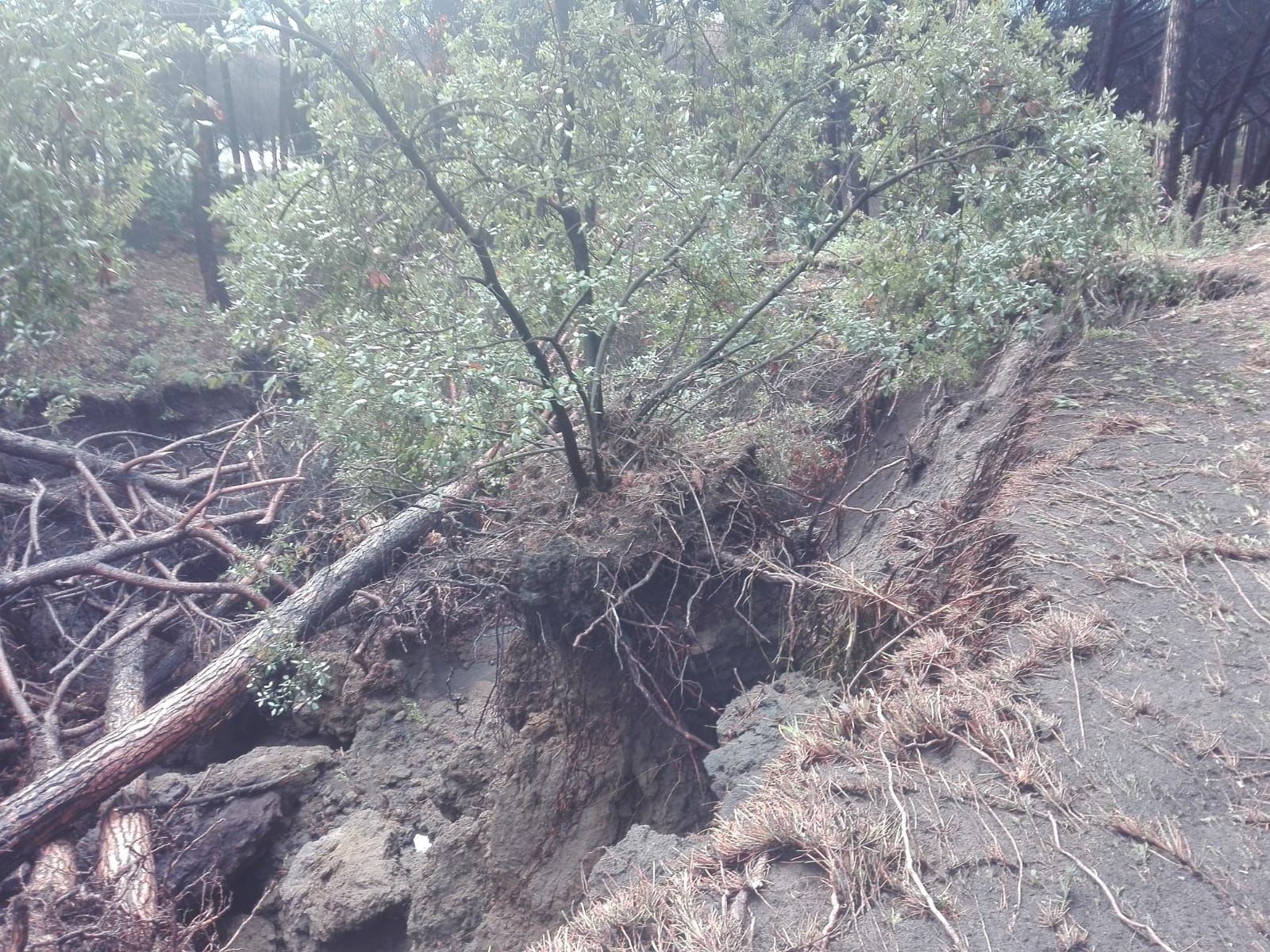 Smottamenti sul Vesuvio, Verdi: controlli straordinari e immediati per evitare una tragedia