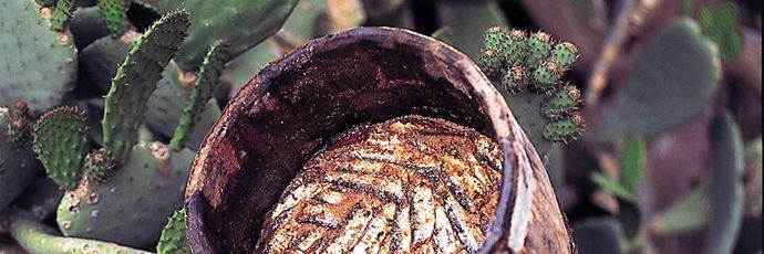 Di notte sotto le stelle accade il rito della Menaica