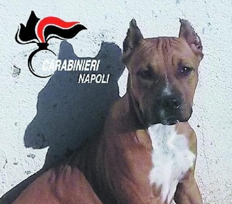 Pitbull la assale in strada: azzannata al volto