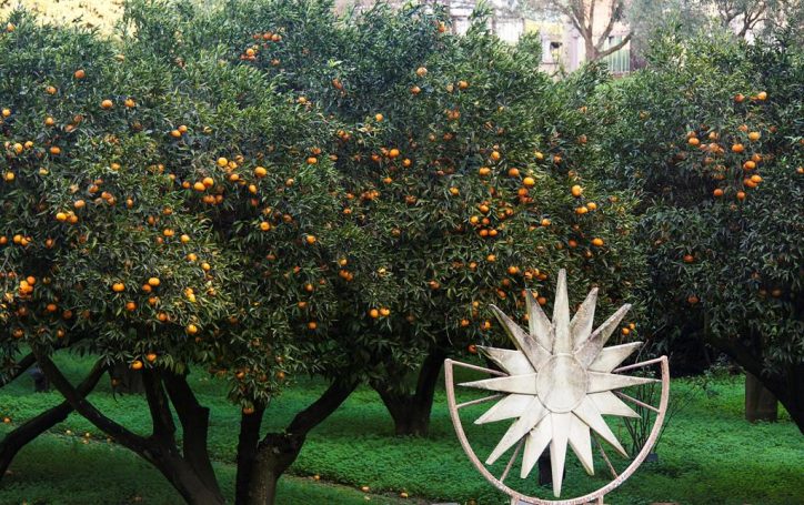 VII Edizione de “La festa del Mandarino dei Campi Flegrei”