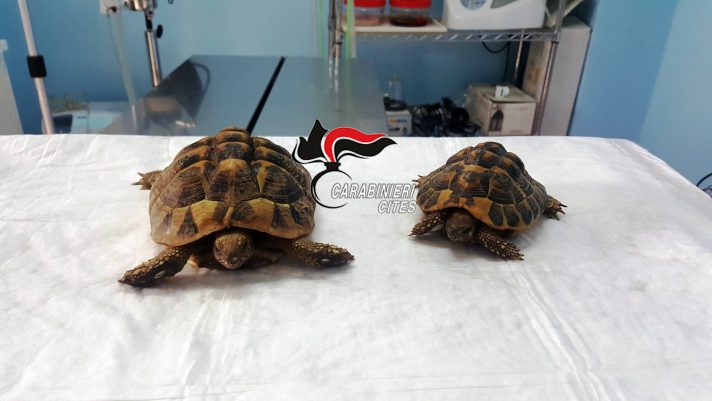 Saviano, abbandonati due esemplari di tartaruga in via di estinzione: riportate lesioni