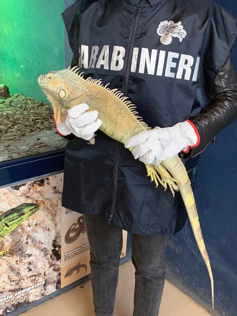 Nel Casertano trovato un esemplare di iguana ferito: l’animale è ora allo zoo