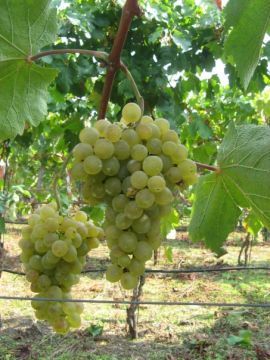 VinGustandoItalia, scopriamo il Caprettone di Somma Vesuviana