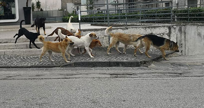 Volla, lascia cane in auto e va a fare la spesa. Proprietario denunciato