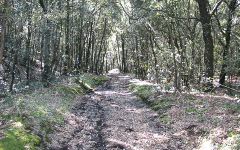Parco Nazionale del Vesuvio, partiti i lavori sul sentiero n.7 “Il vallone della Profica”