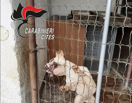 Cani maltrattati e malnutriti: trovati dal Cites in un’abitazione di Giugliano in Campania