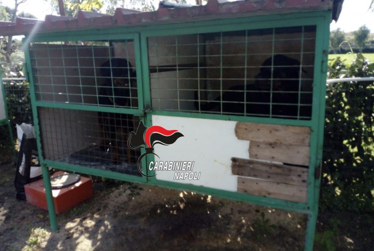 Sant’Anastasia, rottweiler in gabbie per uccelli: denunciato 35enne