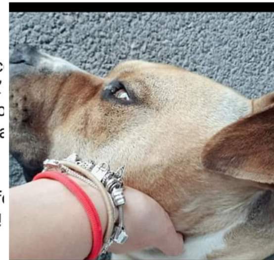 Somma Vesuviana, la storia di Tyson e Dodo a canale 5