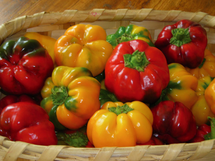 VinGustandoItalia, Le Papacelle, una bontà tutta Napoletana.