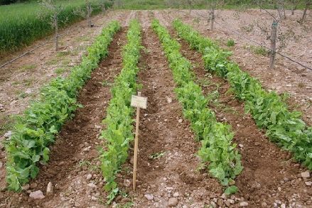 Somma Vesuviana, covid 19 e la crisi del settore agricolo. Il consigliere De Paola: “Chiederò alla Regione un concreto sostegno”