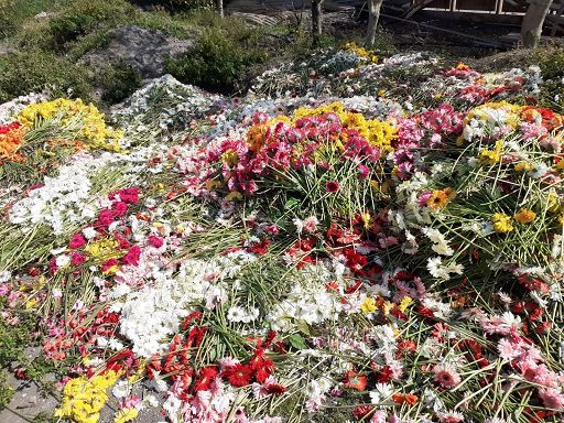 Crisi settore Florovivaismo,  Malafronte: “Ripercussioni costanti su circa 1300 aziende”