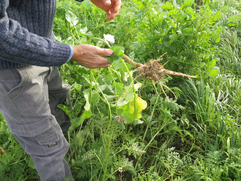 Nelle radici delle leguminose un aiuto all’agricoltura sostenibile: studio del Cnr di Napoli pubblicato dalla rivista New Phytologist