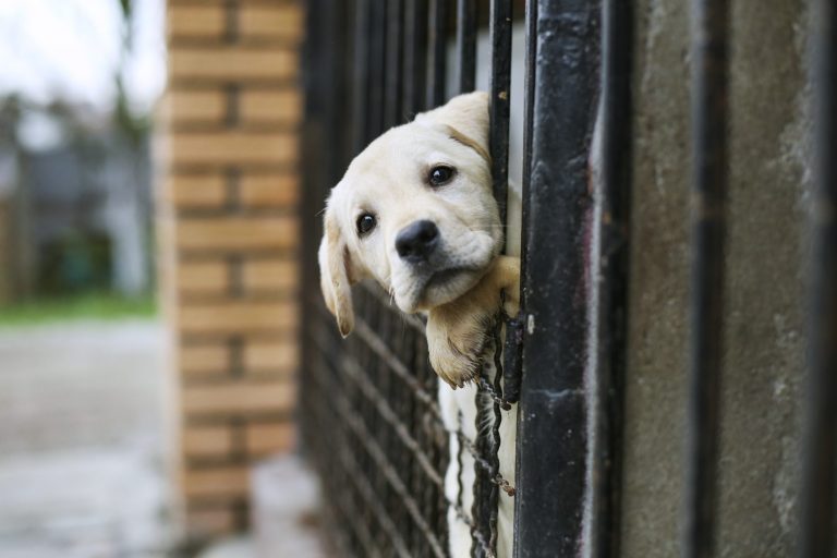 Somma Vesuviana, istituita la figura del Garante per la tutela degli animali