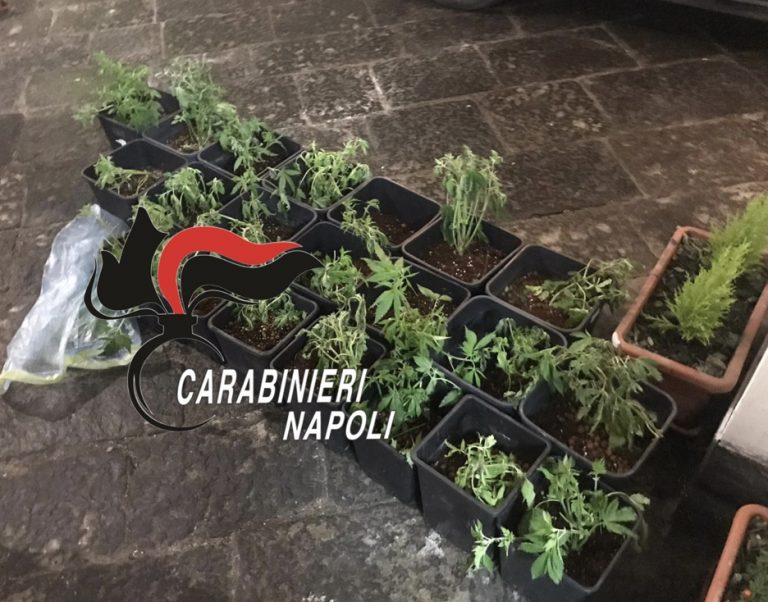 Pomigliano, Sant’Anastasia/ Brusciano, controlli dei carabinieri: rinvenute 86 piantine di marijuana, una revolver e giubbotti antiproiettili